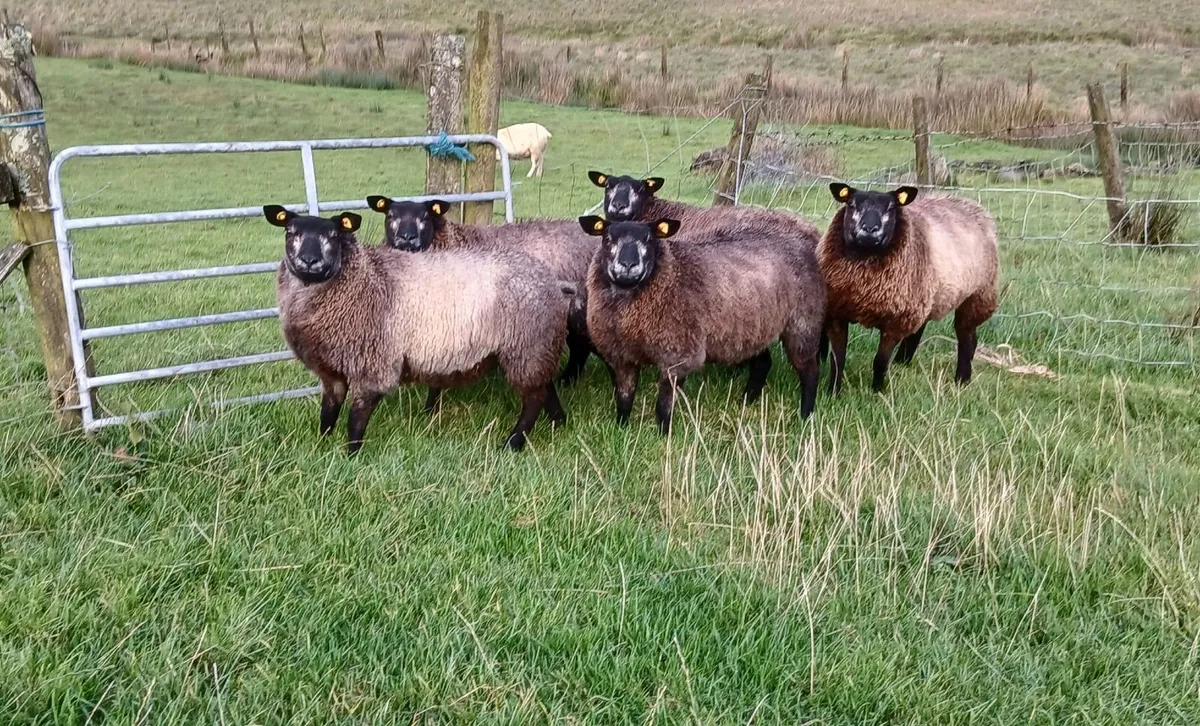 Pedigree Registered Blue Texel Ewe Lambs - Image 1