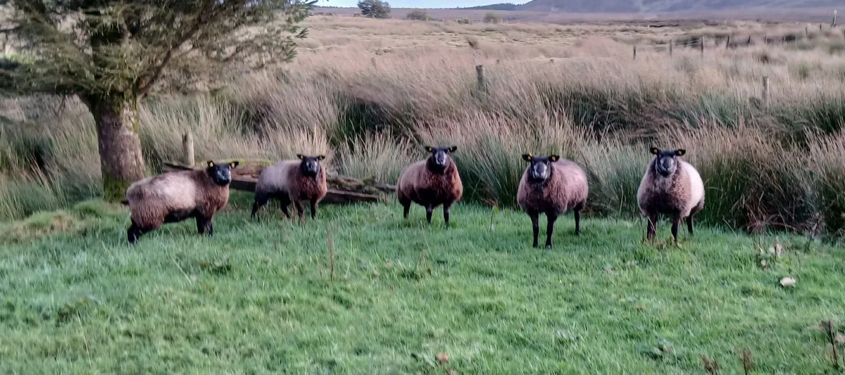 Pedigree Registered Blue Texel Ewe Lambs - Image 2