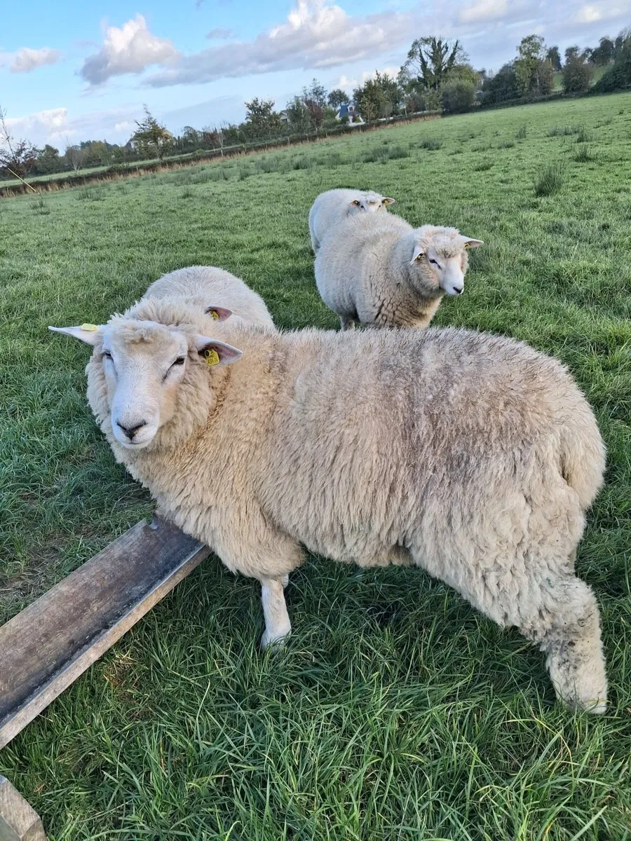 Purebred pedigree galway ram lamb - Image 1