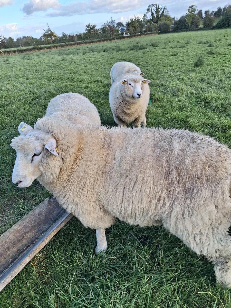 Purebred pedigree galway ram lamb - Image 2