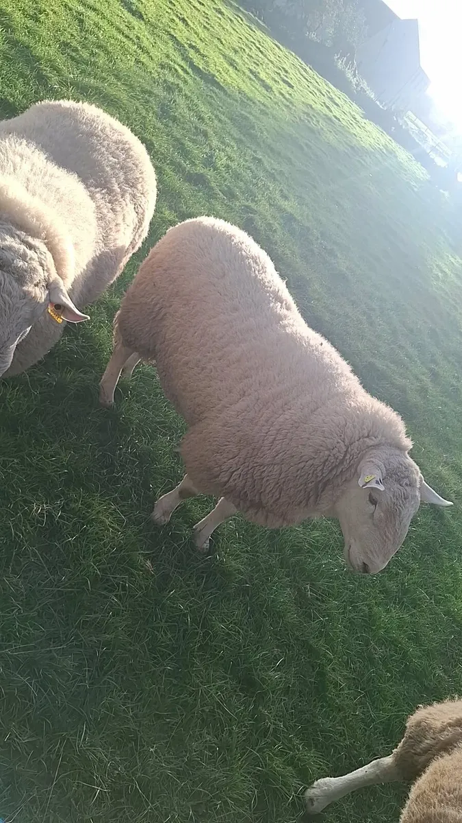 Purebred  Wicklow Cheviot Hogget Rams - Image 2
