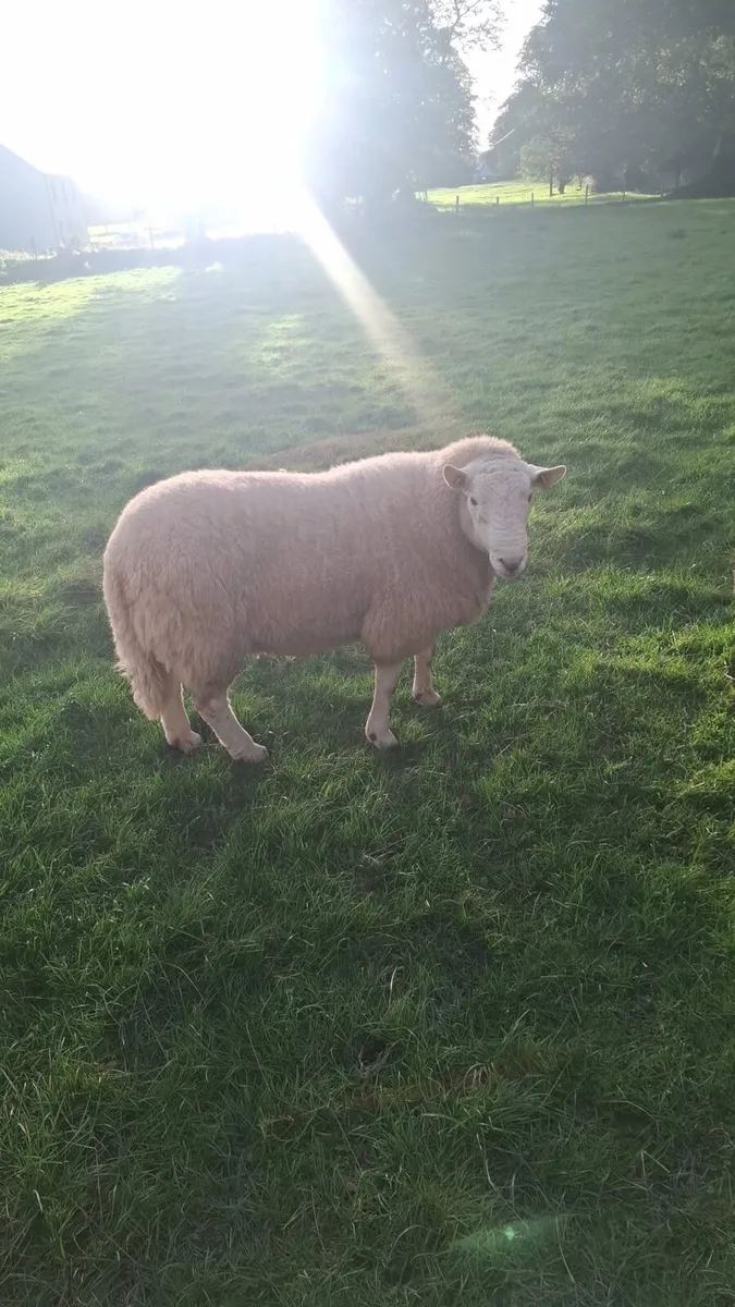 Purebred  Wicklow Cheviot Hogget Rams - Image 3