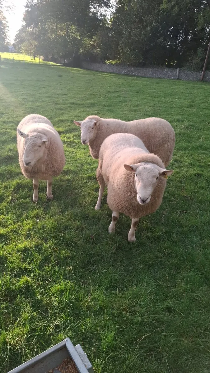Purebred  Wicklow Cheviot Hogget Rams - Image 1