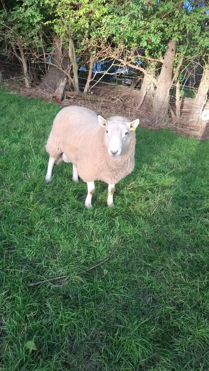 Purebred  Wicklow Cheviot Hogget Rams - Image 4