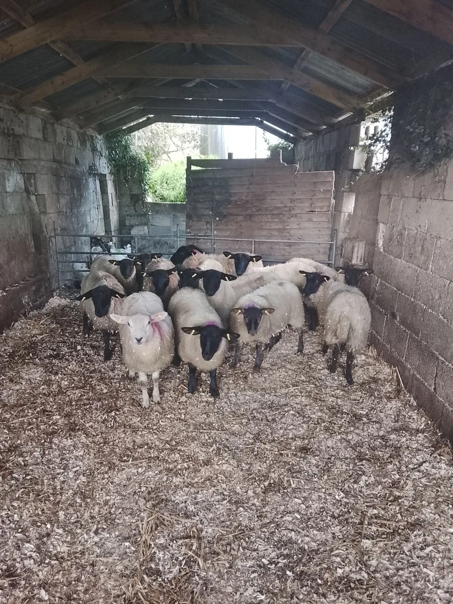 SUFFOLK EWE LAMBS