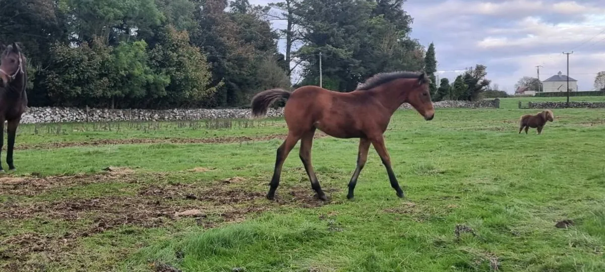 Half bred Connemara colt foal - Image 1