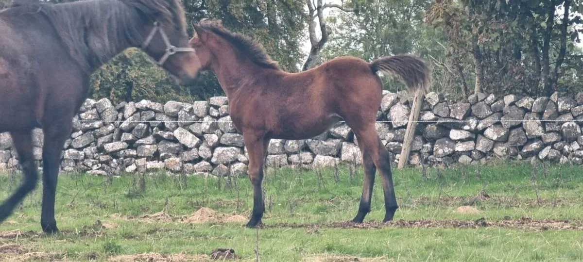 Half bred Connemara colt foal - Image 4