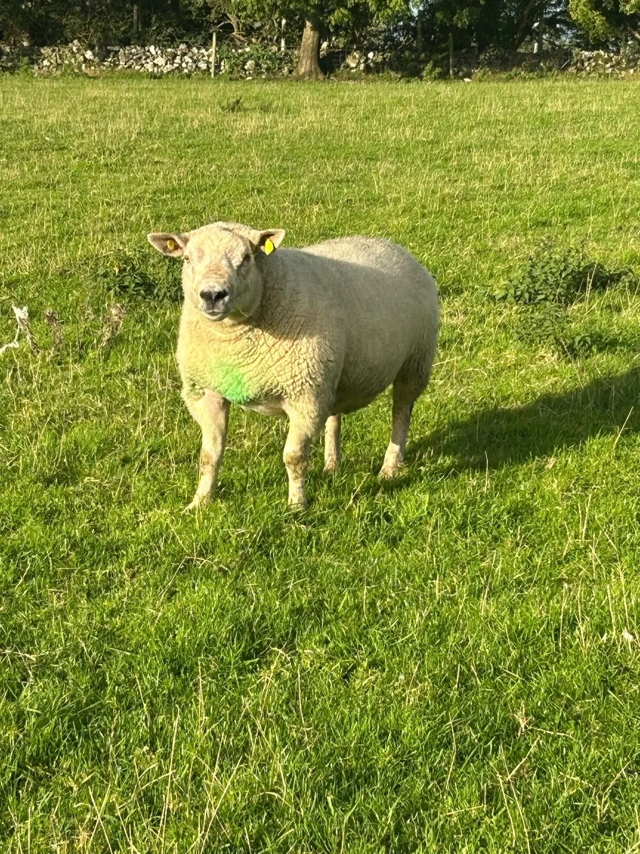 Chartex ram - Image 3