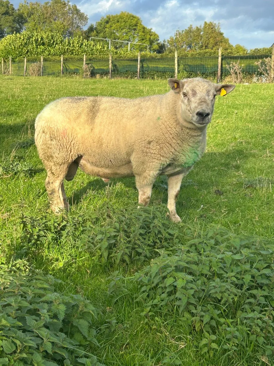 Chartex ram - Image 4