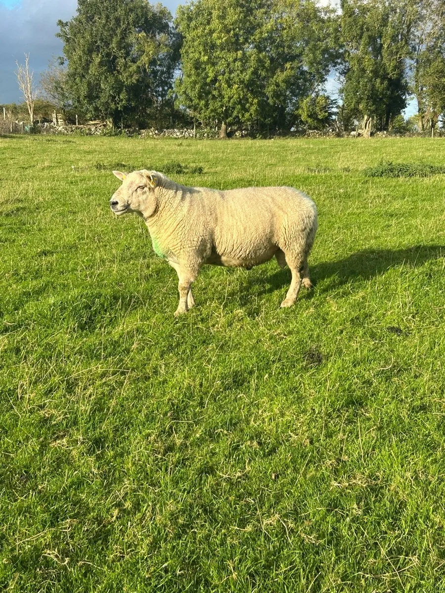 Chartex ram - Image 1