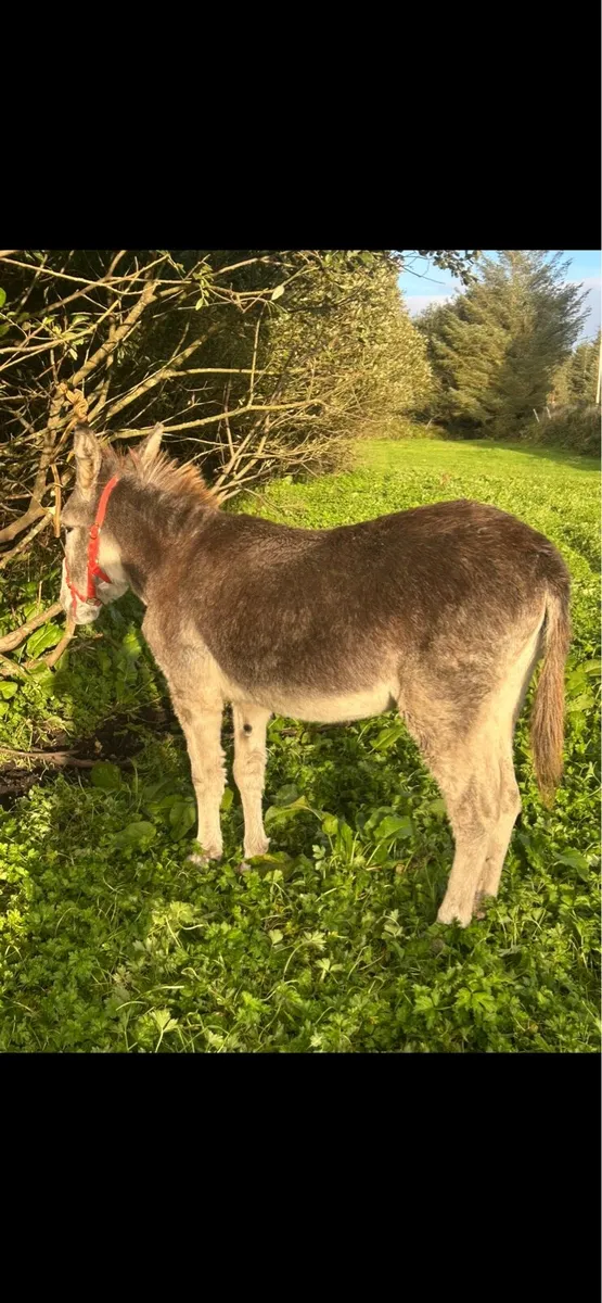 Mare donkey - Image 1