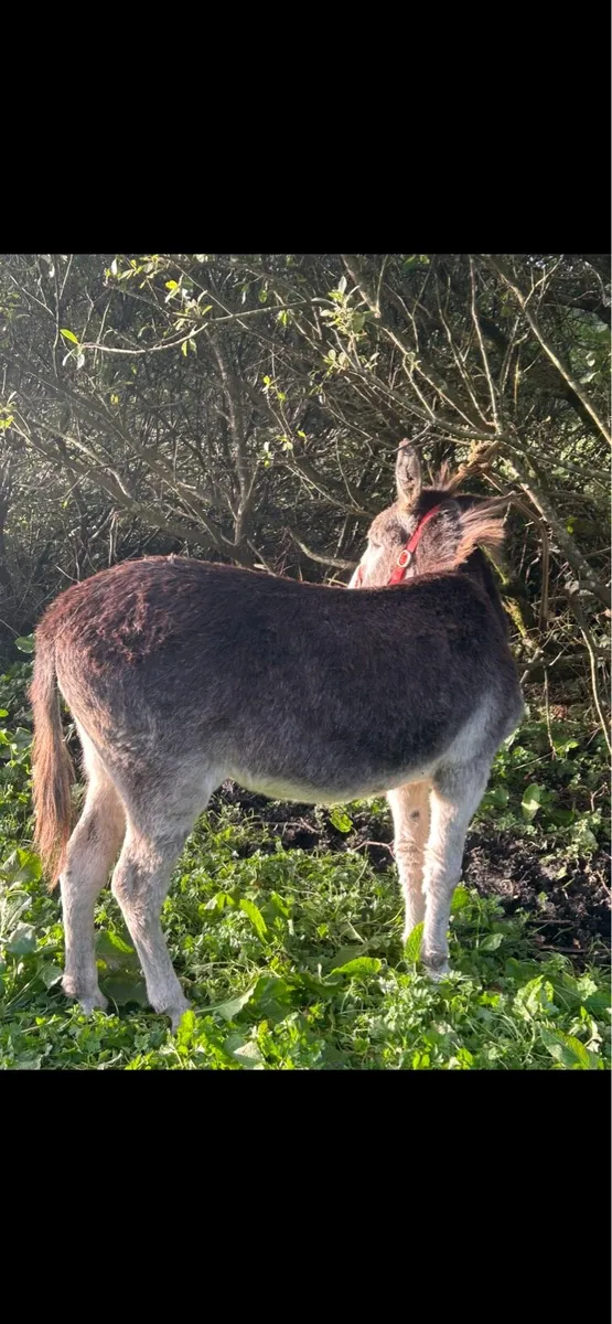 Mare donkey - Image 2