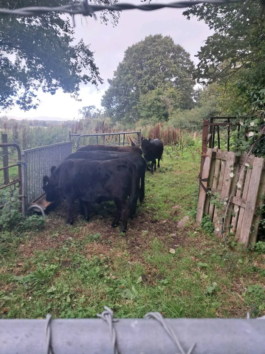 Pedigree Dexter Heifers - Image 1