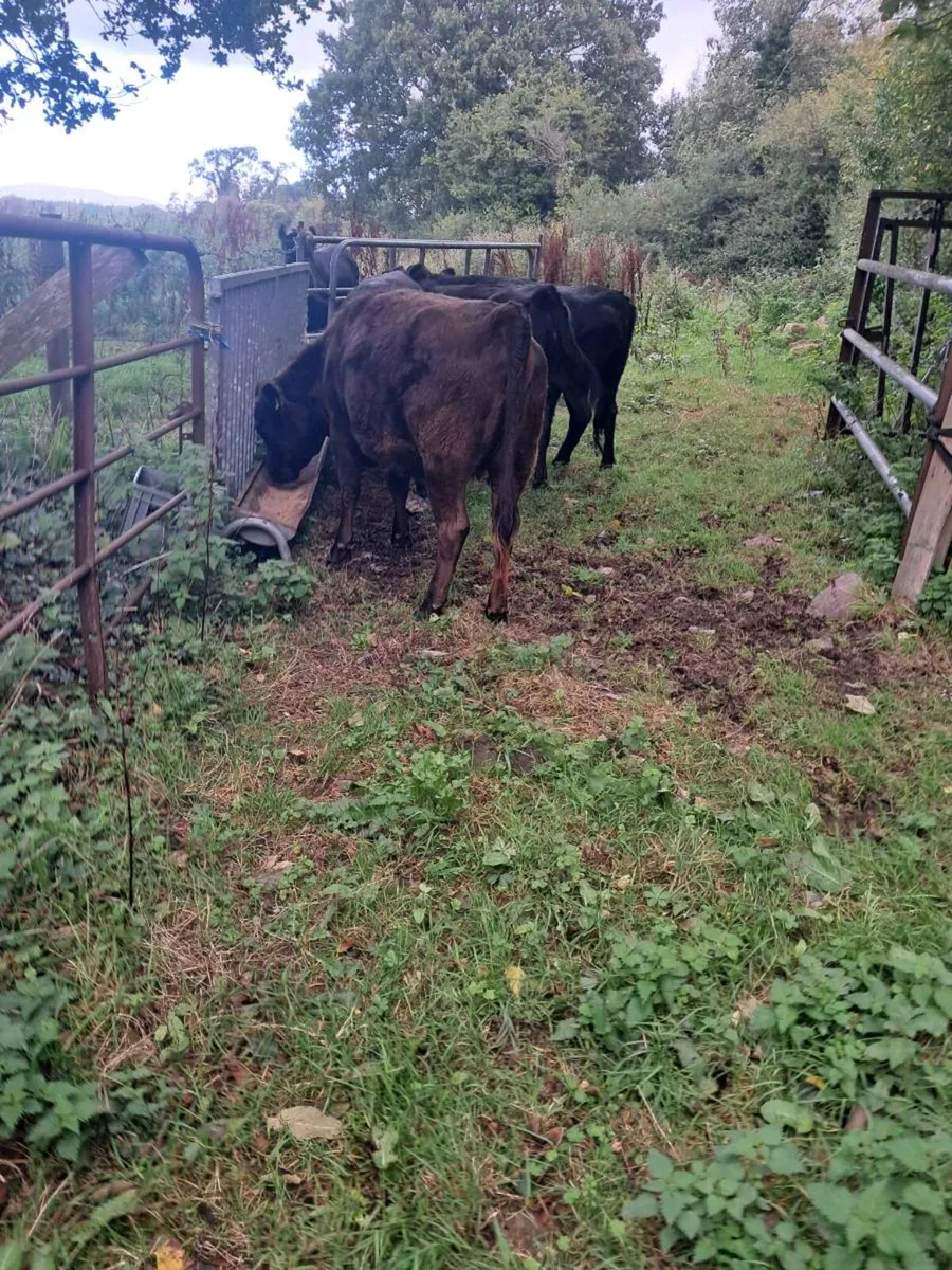 Pedigree Dexter Heifers - Image 3
