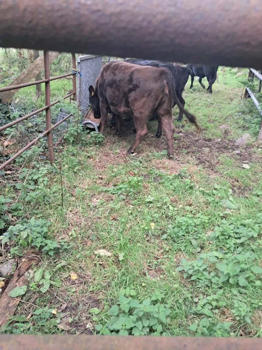 Pedigree Dexter Heifers - Image 2