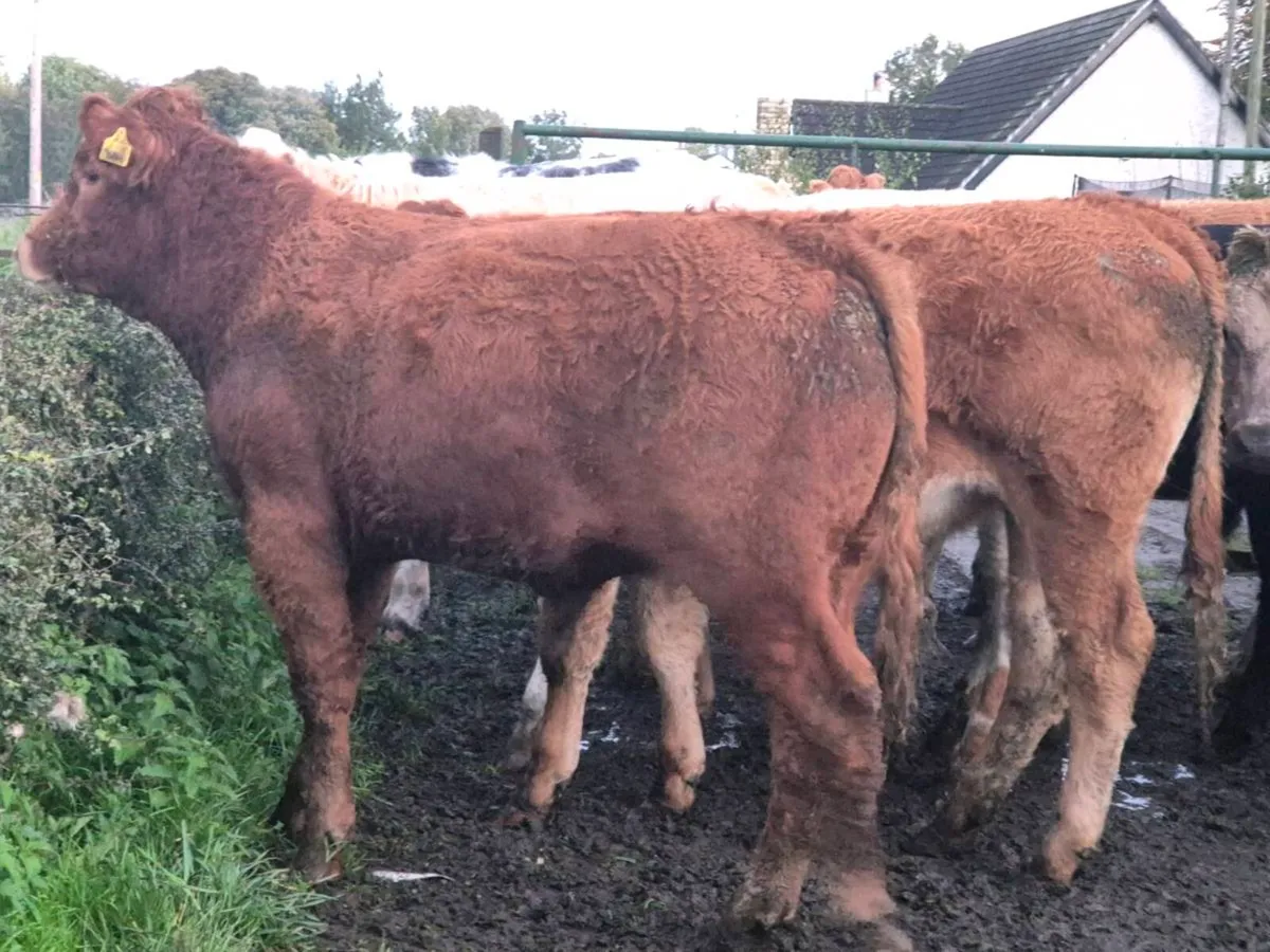 20 smashing continental bullocks for sale - Image 2