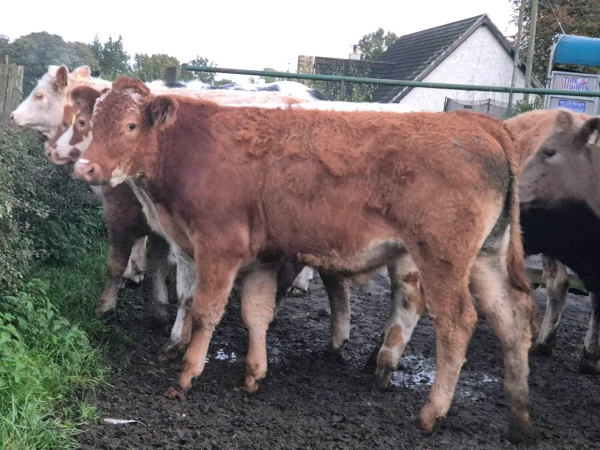 20 smashing continental bullocks for sale - Image 1