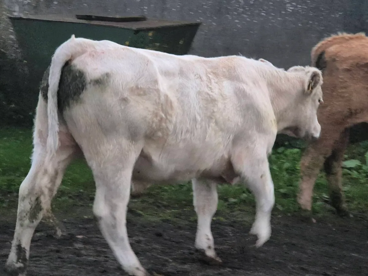 20 smashing continental bullocks for sale - Image 3