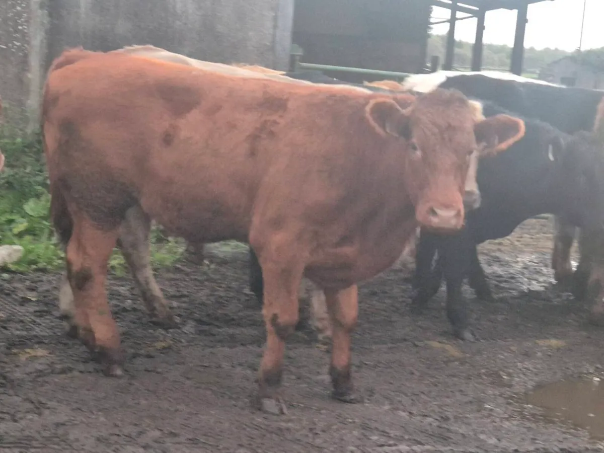 20 smashing continental bullocks for sale - Image 4
