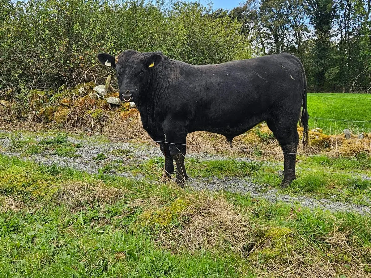 Angus bulls - Image 3