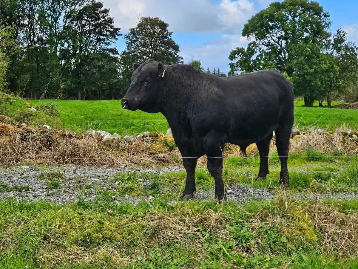Angus bulls - Image 4