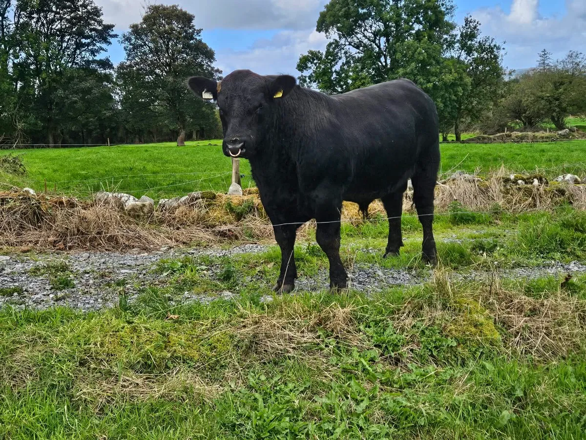 Angus bulls - Image 2