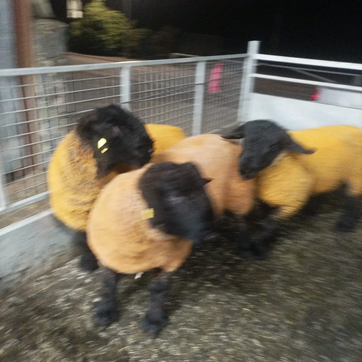 Suffolk Rams - Image 1