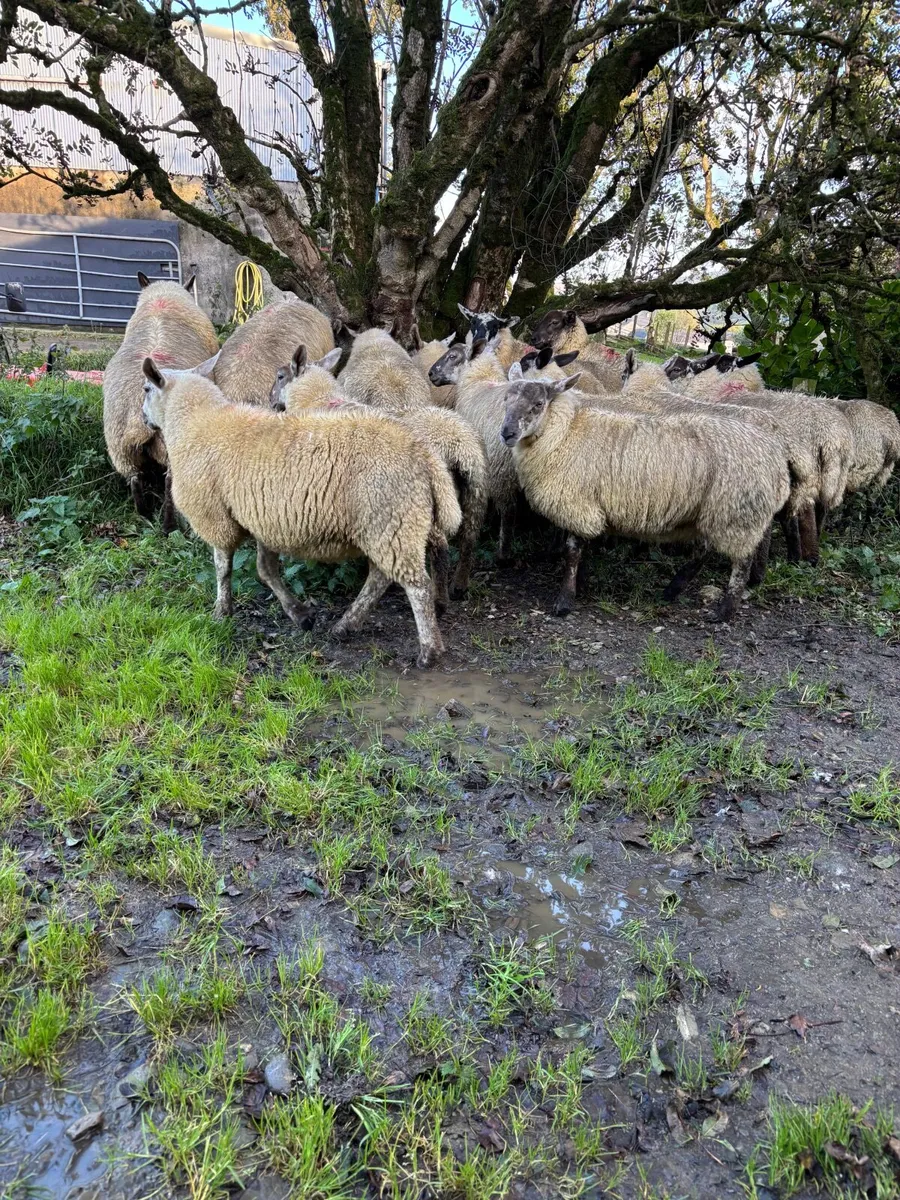 Suffolk Mule ewe lambs - Image 1