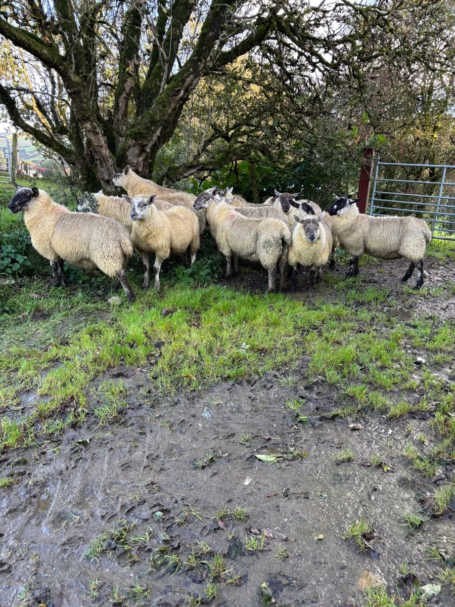 Suffolk Mule ewe lambs - Image 2