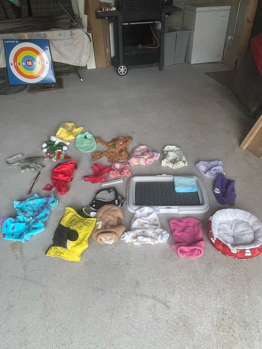 Dog accessories - Image 1