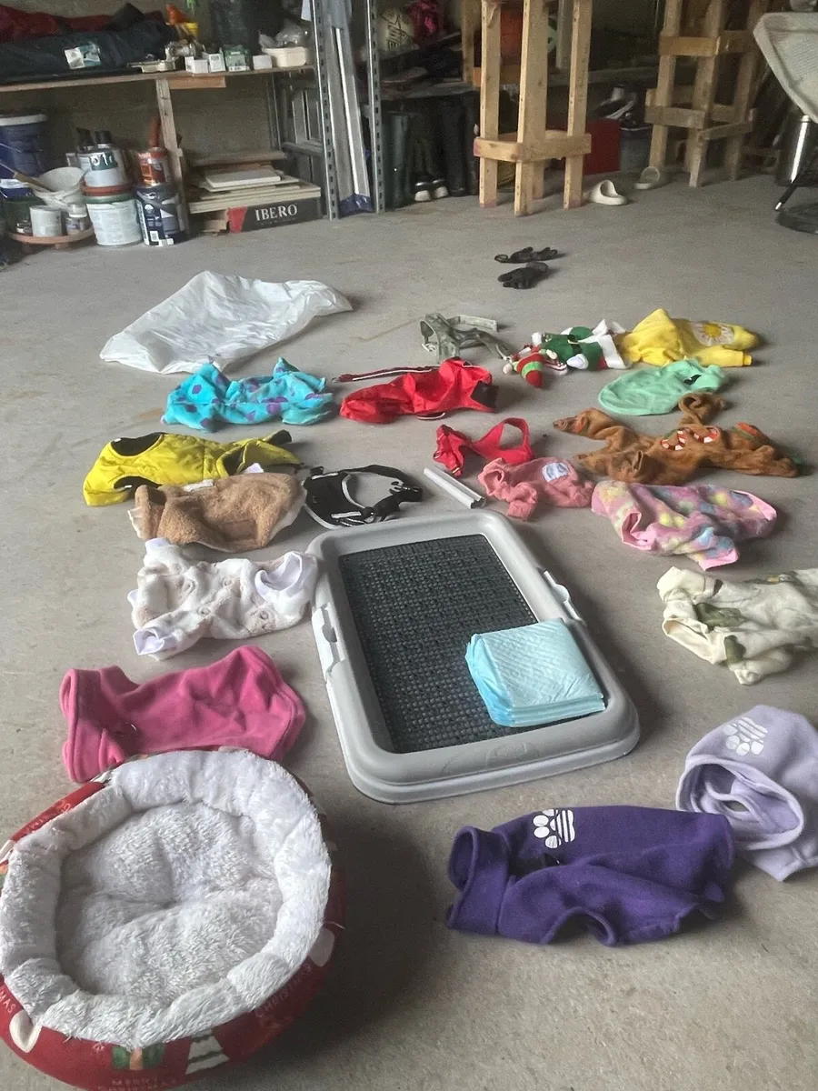 Dog accessories - Image 4