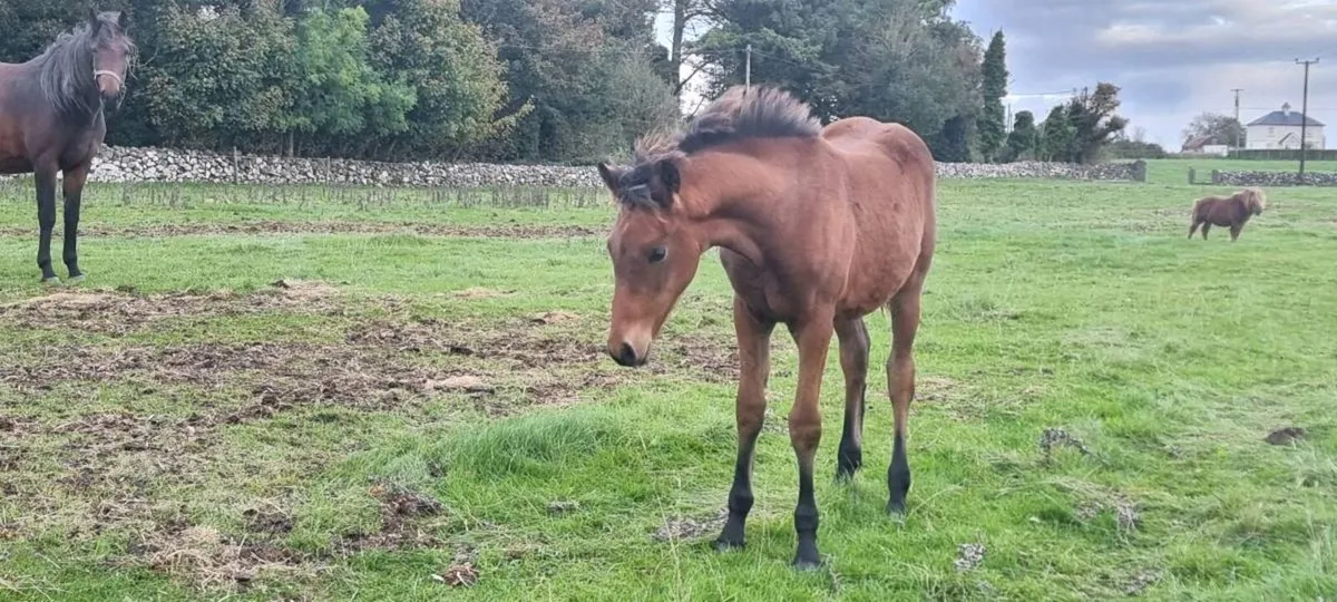 Half bred colt foal - Image 2