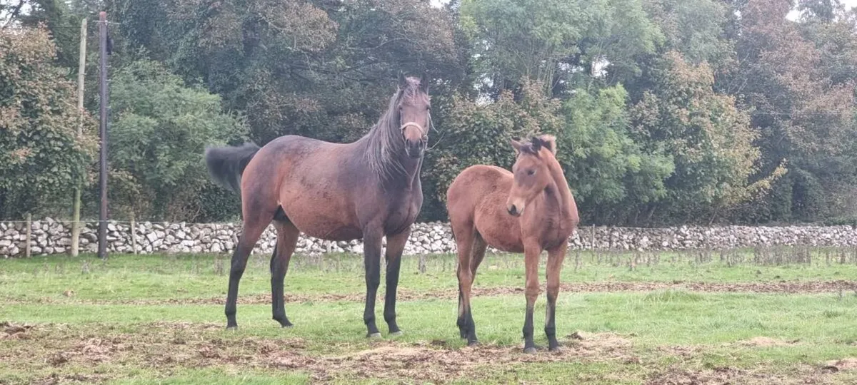 Half bred colt foal - Image 3
