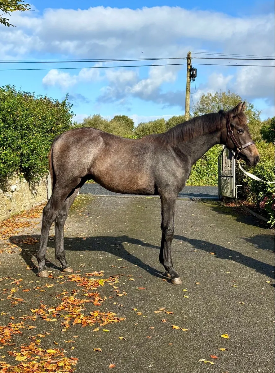 Cartier VDL colt foal - Image 1