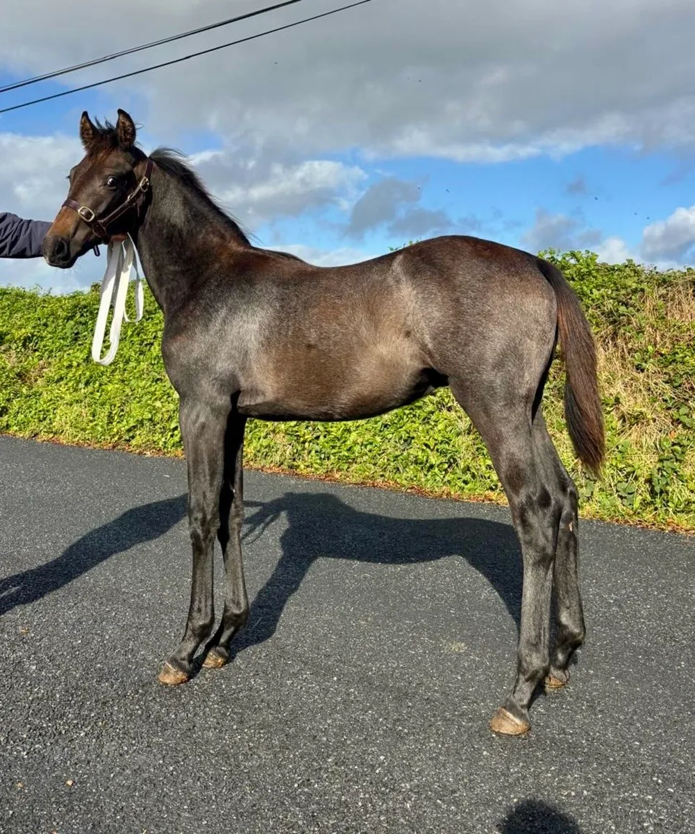 Cartier VDL colt foal - Image 2