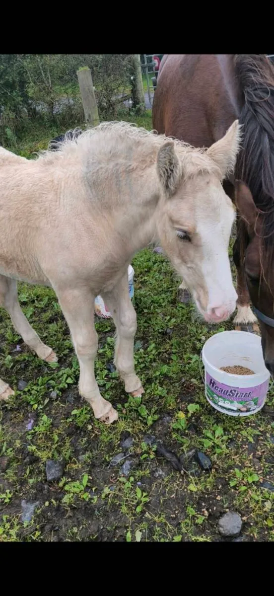 Colt foal - Image 2