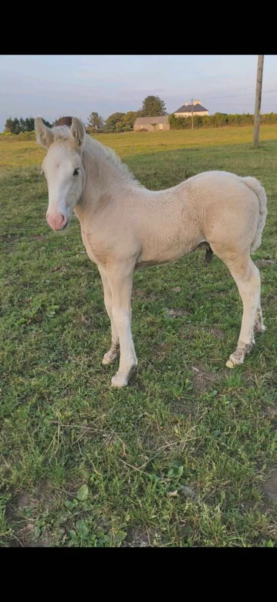 Colt foal - Image 3