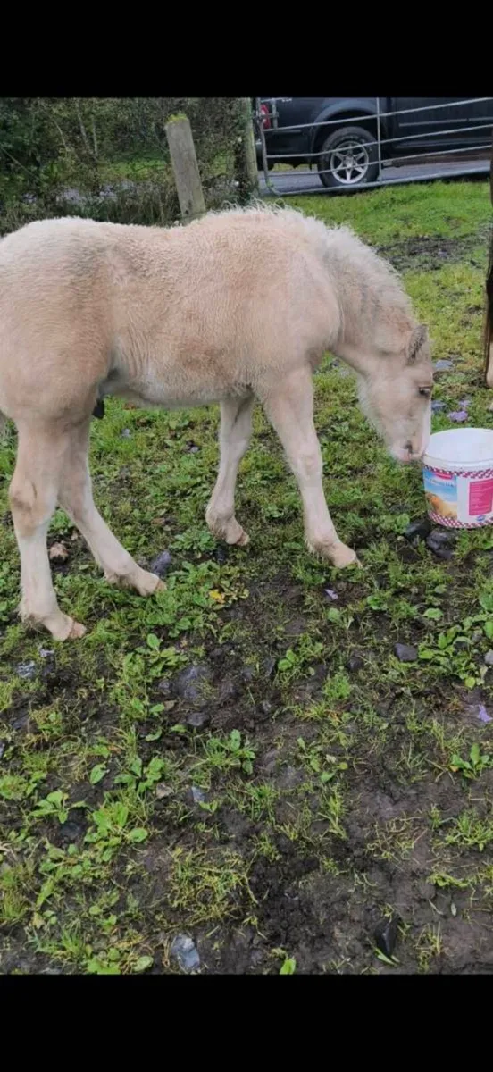 Colt foal - Image 4
