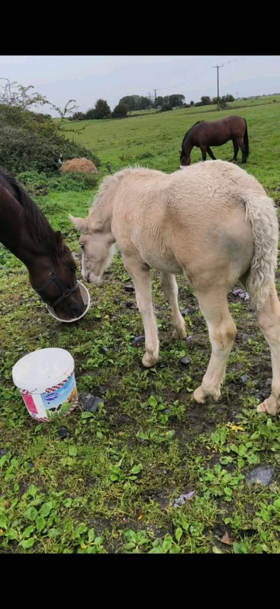 Colt foal - Image 1