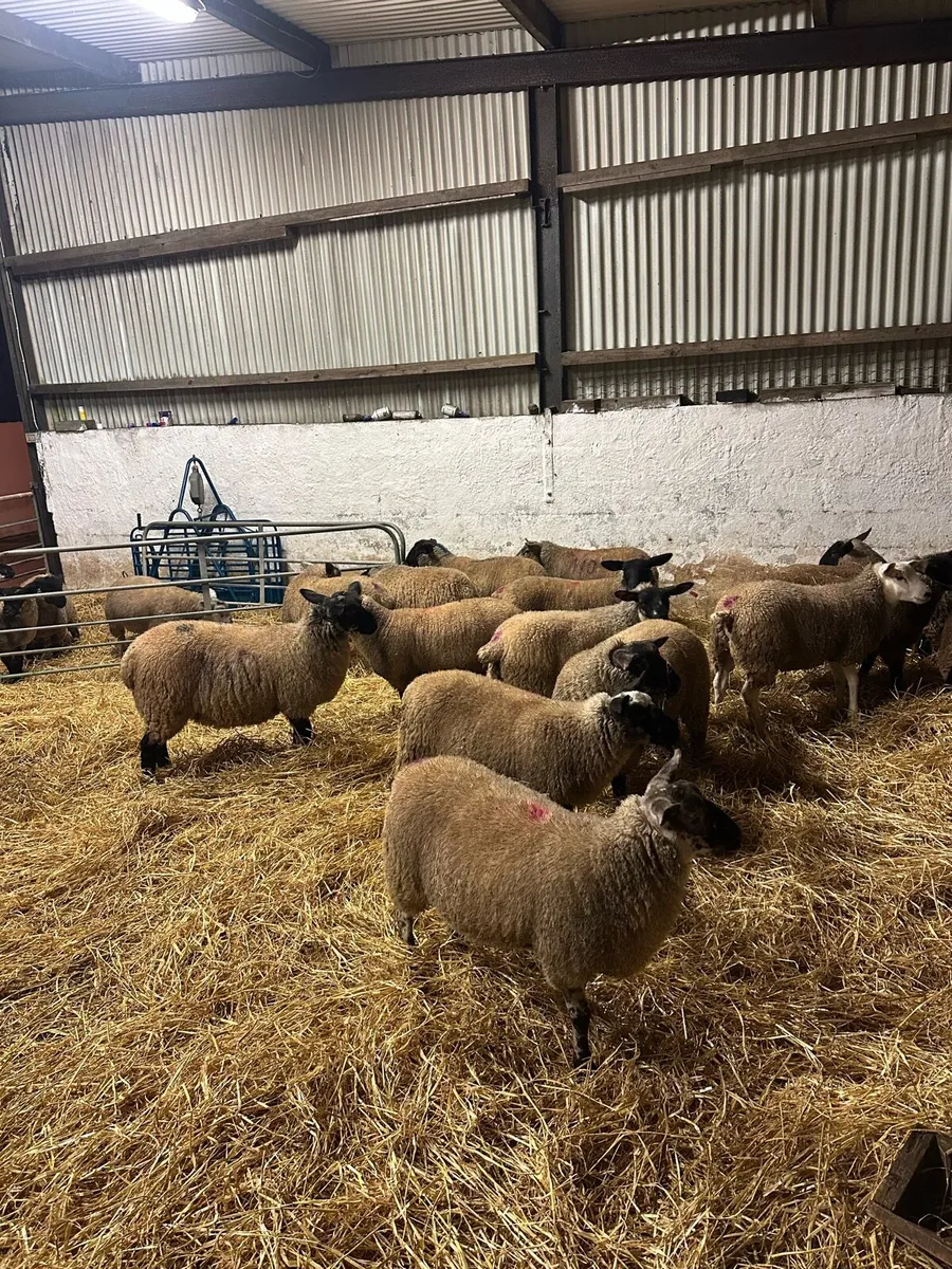 House fed Store lambs - Image 2