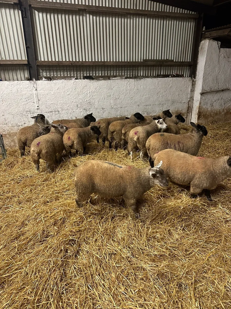 House fed Store lambs - Image 3