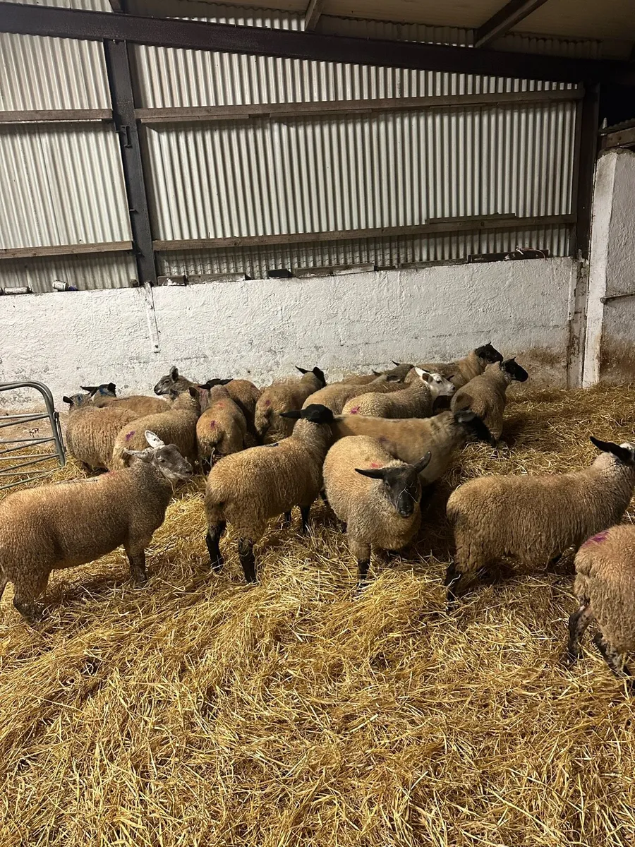 House fed Store lambs - Image 4