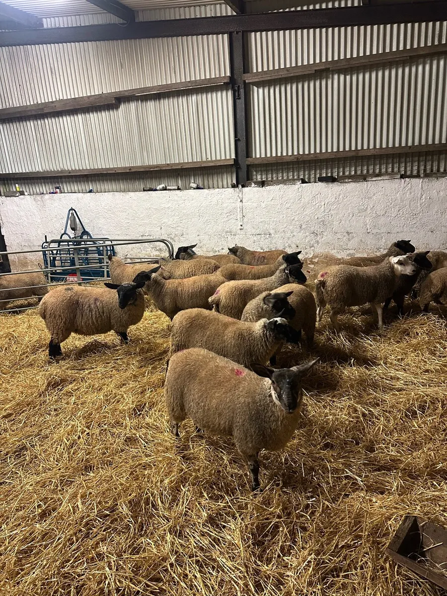 House fed Store lambs - Image 1