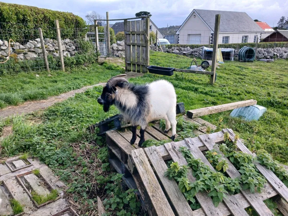 Male pygmy goat for stud service - Image 2
