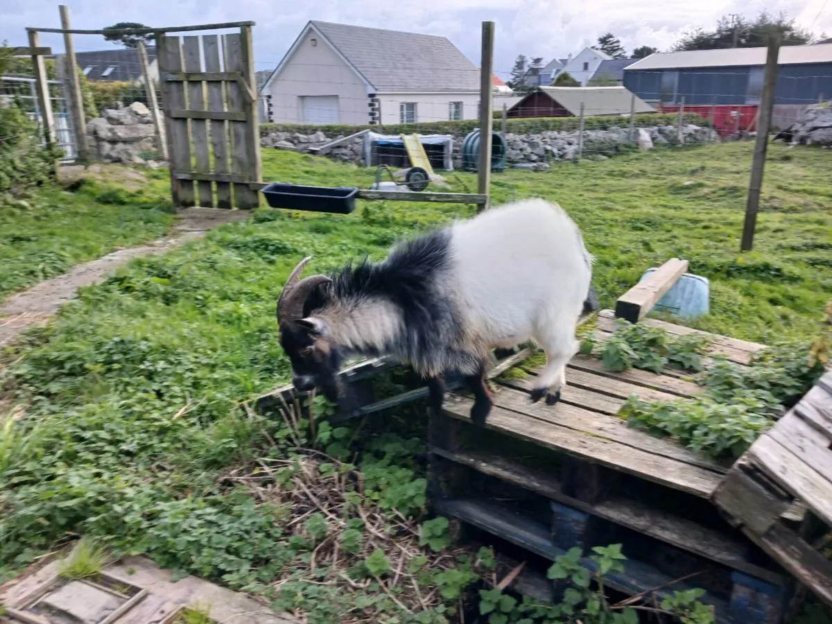 Male pygmy goat for stud service - Image 3
