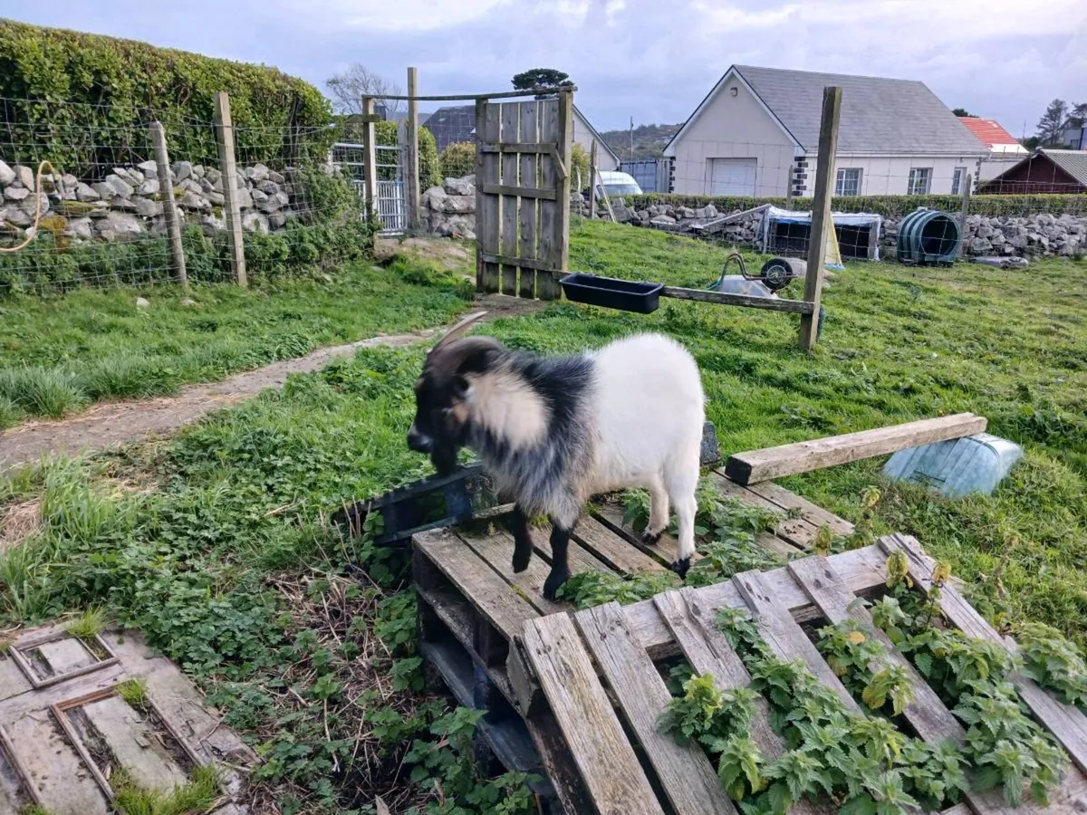 Male pygmy goat for stud service - Image 4