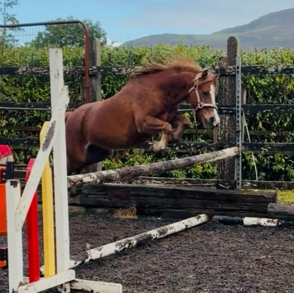 Very flashy welsh bred pony - Image 1