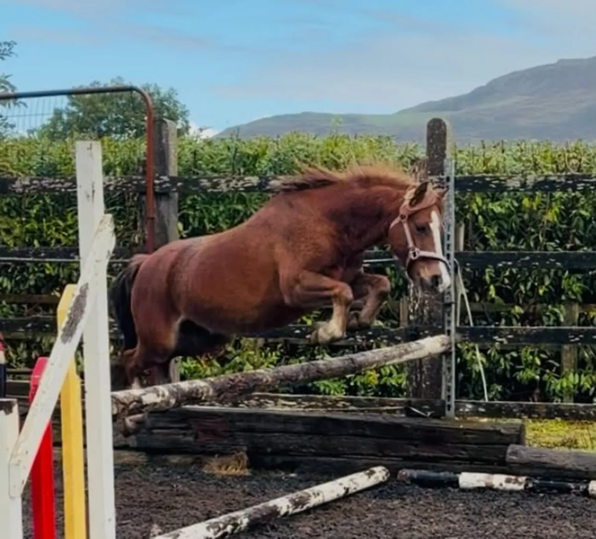 Very flashy welsh bred pony - Image 2