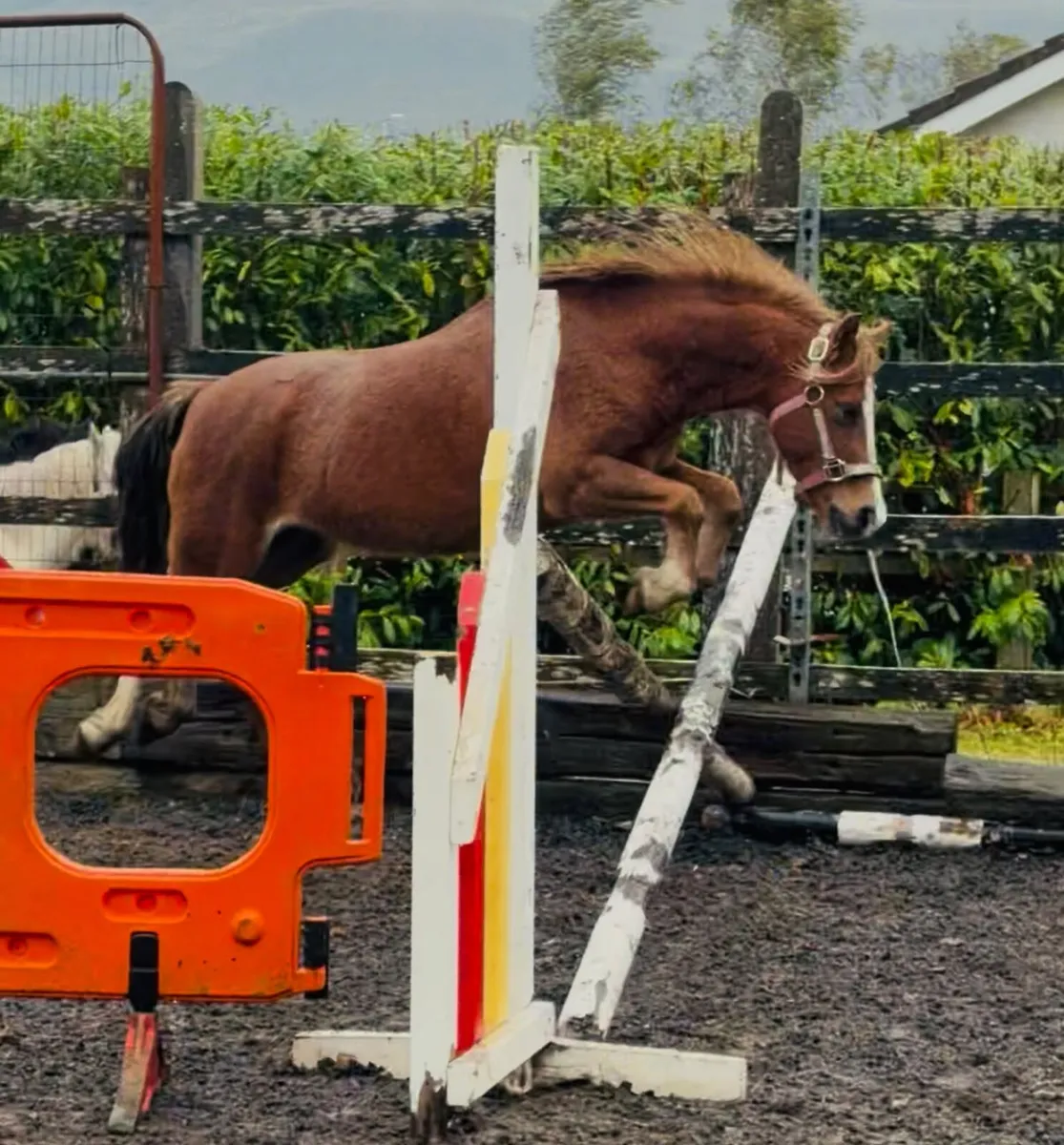 Very flashy welsh bred pony - Image 3