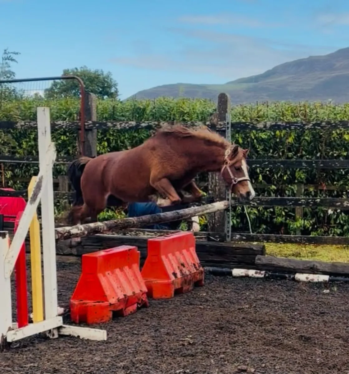 Very flashy welsh bred pony - Image 4